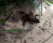 Found Badly Injured frog. from frog badly