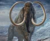 Ethnologist Petr Gorodtsov recorded stories of mammoth sightings in Siberia. The locals described them as very rare and difficult to find They were alleged to live near and in rivers and lakes, and were said to be meek and peaceful, even friendly, aroundfrom audio stories of chudai