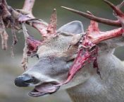 Deers shed the velvet on their antlers after they are fully grown. This happens once a year. It does not hurt at all. Sometimes they even eat the velvet. from velvet