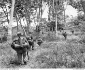 Malayan Emergency. c 1956. Troops of D Company, 2nd Battalion, Royal Australian Regiment (2RAR), move through a rubber plantation as they hunt Communists in Perak. (638 x 654) from b d company p