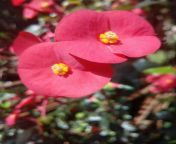 Popi flower photography in sri lanka from bangla naika popi xxx videoশি চাচি এবং ভাতিজা চুদ
