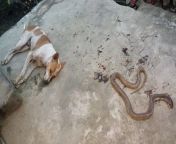 Dog fights and stops the Cobra from entering the house, kills the snake before dying- Maharajganj, Bihar from rohtas bihar se