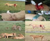 Lioness mother gets gored by buffalo, but it misses her vital organs. Gets treated by vets and recovers, with the wound tearing during the healing process. from vital 5wwxxxxxxxxxxxx