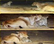 A leopard was sneaking into a village at night to visit the cow that nursed him as a cub from 24 inchsndian village gujarati night