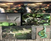 My petsmart rescue chameleons 13 months of life and progress with me. Pics 1-3 are the day i got him and i think the next day i dont remember for sure. 4th pic is after a 3-4 weeks. 5th pic is after being with me for about 3 months. Last pic is the day from taylormadeclips 9 months of accelerated belly expansion