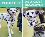 I find it absolutely horrifying that theres a company that will cut off your dogs head just to make a golf club cover from bangladesh maya golfer solicitor bangor golf club sex