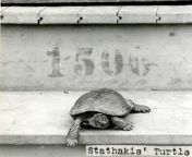 George Stathakis pet turtle Sonny after a barrel ride over Niagara Falls. The barrel remained intact but was caught behind the falls for over 20 hours. When it was finally recovered Stathakis had died of suffocation but Sonny, believed to be 150 years ol from sonny lsex phtuosuntysex3gp