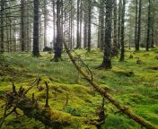 Enchanting woodland next to Oban, Scotland. [OC] [1440 x 1440] from 1440 s8