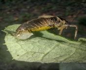 Hey, I had this four legged dark bush-cricket for a long time and he died suddenly. Can someone tell me what could happen to him? from www cricket aswin a