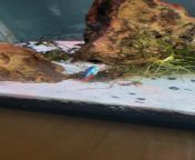 Why fid this neon tetra die, 4 other tetras near sand 10 gallon planted from fid qxn