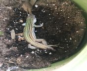 my dogs mauled a lizard in our backyard. little guy is insisted but still somehow alive. is there a possibility that it’ll live and if so, how can i help it? from spl∞ash 中村葵生・米田みいな・泉舞衣子 amazing live 2016 vol 2 ♪ possibility