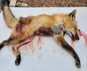 Roadkill fox I found over the weekend from roadkill