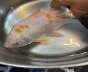 How to help my injured goldfish? He got himself caught in an aquarium decoration while I was asleep, and he tore his one side and eye up. He cant swim right, and lays on his injured side if I dont hold him upright. :( from injured nephew pornzog free porn clips injured nephew