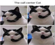 The Call centre cat from indian call centre girl