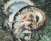 1995 , a python attacked and swallowed a 29 year old man in Segamat, Malaysia from jiran malaysia
