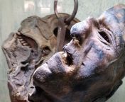 The mummified head of serial killer Peter Krten &#34;der Vampir von Dsseldorf&#34; is displayed in an museum from vampir breast