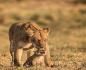 ? Lioness mother and cub on the African Plains ? from pasha kamagla vai and bon