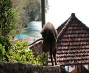 So, I was trying to get a shot of a monkey, but then he decided to get a shot of his own. #baliporn from shot of a gun