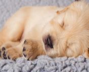 [50/50] Close up after a man jumped to his death in Russia (NSFW/L) &#124; Close up of a cute puppy sleeping peacefully (SFW) from peeing very close up