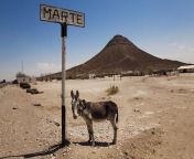 Primeras imgenes del burro que lleg a Marte! from burro apareandoce con oveja