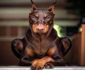 A Doberman fucked me... from beastiality between doberman and big amateur