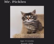 Mr Pickles from mr pickles groped mrs goodman beverly