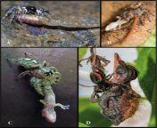 instances of jumping spiders hunting and eating vertebrates (yes, these are all real images) from spiders j