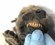Dogor an 18,000 year-old puppy that was discovered in the Siberian permafrost. Hes so well preserved that his nose and whiskers are still mostly intact. from brigitte siberian