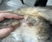 New hole of my cat after PU surgery. Is it normal to be this small? from rayya pu