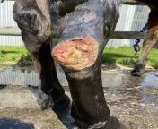 How would you go about wrapping this? Its just below his hock, so far Ive been wrapping over his hock. By the way he is under vet care, this was caused by an abscess that formed due to cellulitis. from shizuka pussy his nude by nobita gian suniyo dekesugi all naked and pussy suzika nu