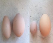 When pullets (young chickens) first start laying they often make little mistakes in their eggs, such as deformities, small eggs and shelless eggs, below are some examples Ive seen (compared to two normal sized eggs for the breed) from young babby first