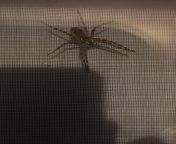 Not sure how to move this little one from my patio screen door. Do I just accept it and name it, or burn the house down. Also what kind of well fed spider is this in Halifax. from halifax mass nudes