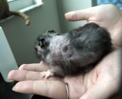 Need advice. Should I be worried about our hamster? Hes been eating, drinking, running on the wheel, and burrowing normally. It started about 4 days ago with his hair just starting to bald out...but we noticed his skin started to flake off. Theres no pu from devika pol