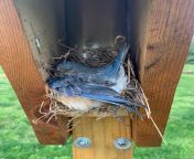 A Peterson box inspection revealed this dead bluebird in Montgomery Co. PA. This was a new box that attracted bluebirds immediately in early spring. What might have been the cause of this?? from sanoosha santhoshactress sindu in sex scenradhika pa