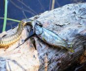 Snake devouring a fish - Little Yosemite Valley (NSFW) from devouring