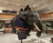 The only surviving elephant armour in the world, made in India in the late 16th century (3024x4032) from 1pt bf india in