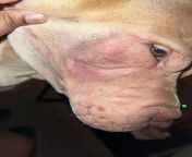 How can I fix my Shar Pei face wrinkle area ? from nakul shar