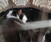 Cadet Nick Furry, formerly Mace of the Spice Squad, and the newly named Cadet Matt Purrdock both had a visit to the Big Medlab today. The results for Cadet Purrdock were...Officially Interesting, in the &#34;Vet was medically fascinated&#34; way. He&#39;s from tomboy cadet asset