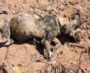 Warning: graphic image - The poacher who killed this painted wolf and two others, destroying a vibrant pack in the process, has been given a three month suspended sentence. PDC are lodging an appeal. Details in comment. from nairobi lodging