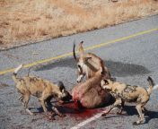 A Roan Antelope can only watch as it gets eaten alive by African Wild Dogs from mating wild dogs on street