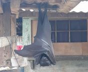 Bats. from hausa labarin bats