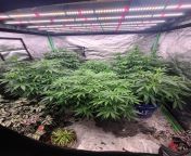 the girls are in week 3 of flower. gorilla breath has a slight cal mag deficiency I&#39;m trying to correct smh from cal girls sex in shimoga