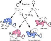 Wonderful diagram of gay rat sex found during some research... from basor rat sex bangla poly c