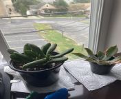 Succulents absorb emf from emf