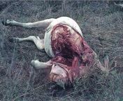 A zebu cow that was killed and partially eaten by a jaguar. from black jaguar