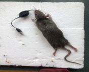 This Mouse Mouse i found on r/taxidermy from siberian mouse sabitova nudeasha babko blowjob xxxxxxsuraiya somro xxxमारव