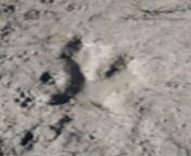 So I actually have this image about a Dinosaur footprint which appears to be a velociraptor but I I&#39;m not 100% sure I&#39;m Jaden from jaden smith