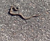 I was walking around the block, I live in Queens, NYC, and I stumbled upon this in the street. Im quite afraid of snakes but I wanna help this guy out, definitely dont know if he would thrive in the city? Didnt wanna touch or anything Bc Im not knowle from snakes cent
