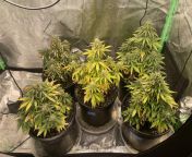What happens to AFs when you transplant too early, dont ph balance water, or use nutes from t ph html