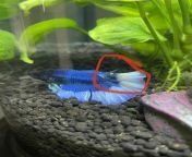 Help, does my betta have fin rot? Recently hes been acting a little more lazy then usual and I realized that his fins look a little bit weird. He is in a community tank with no fin nippers and he hasnt attacked any of the other fish. from fin foup